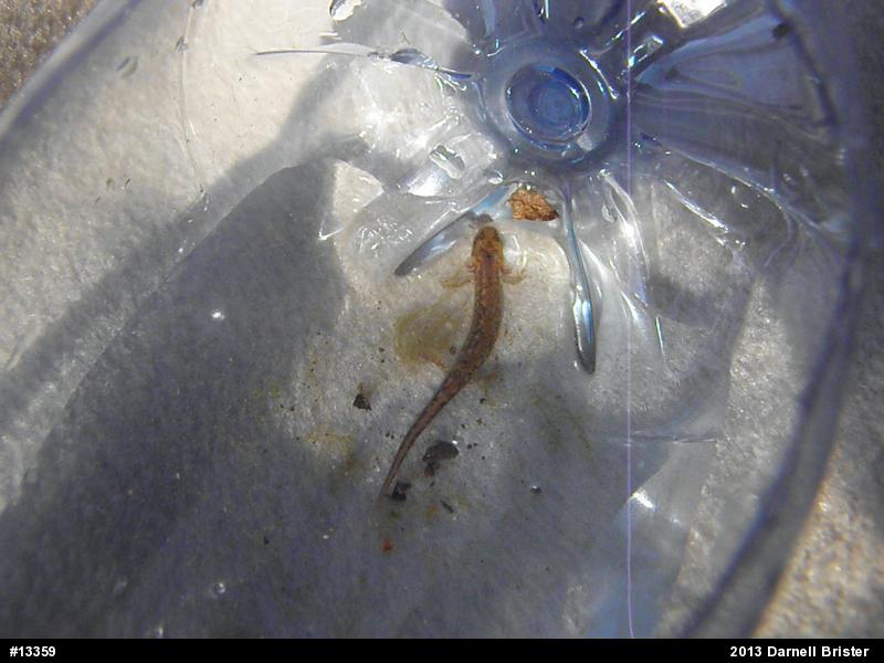 Northern Two-lined Salamander