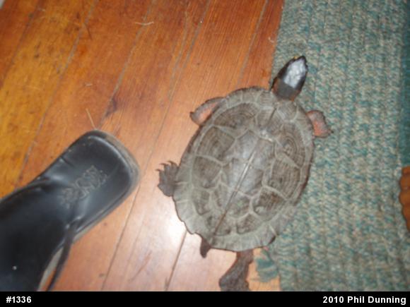 Wood Turtle