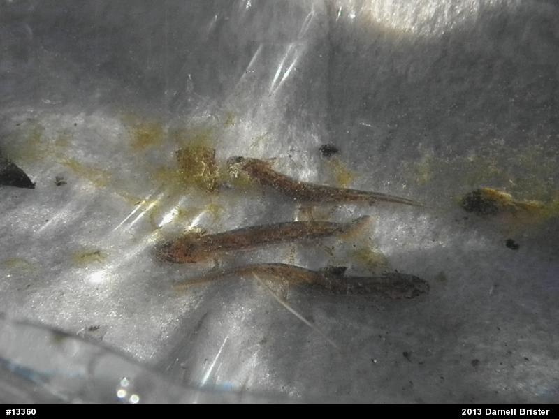 Northern Two-lined Salamander