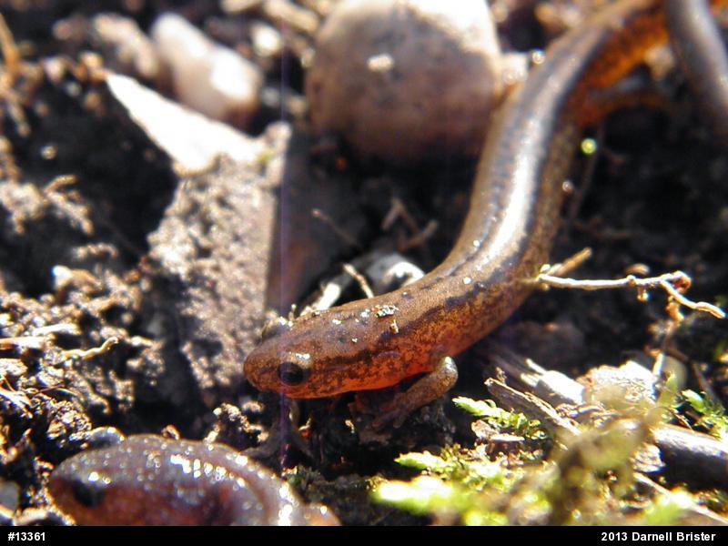 Northern Two-lined Salamander