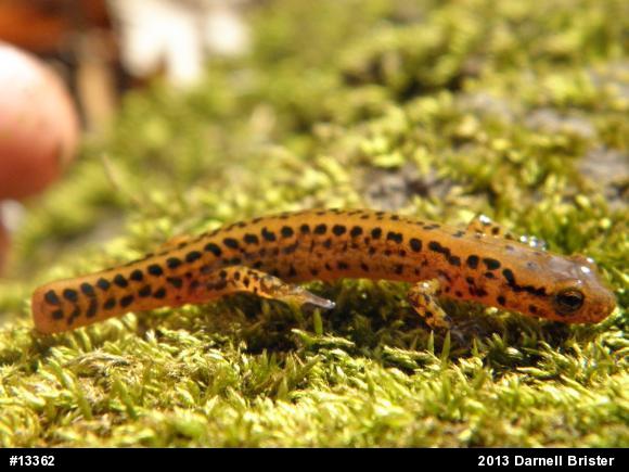 Eastern Long-tailed Salamander