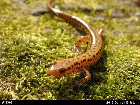Eastern Long-tailed Salamander