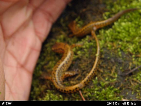 Eastern Long-tailed Salamander