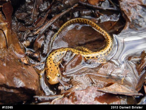 Eastern Long-tailed Salamander