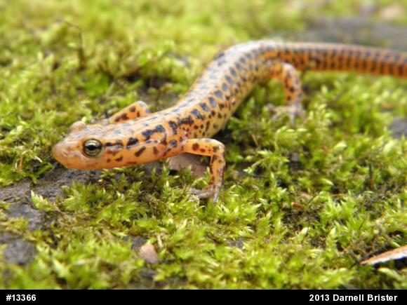 Eastern Long-tailed Salamander