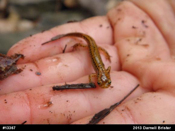 Eastern Long-tailed Salamander