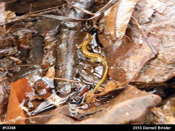 Eastern Long-tailed Salamander