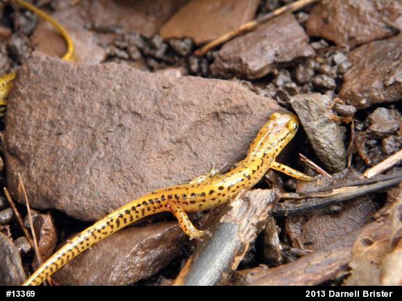 Eastern Long-tailed Salamander