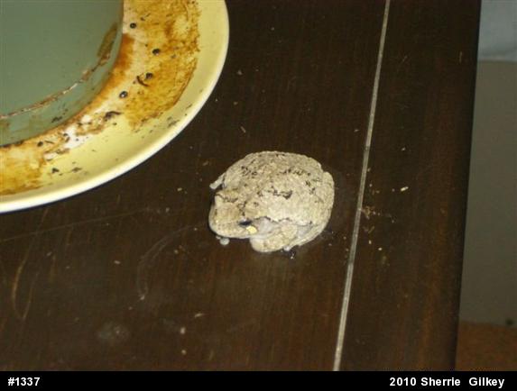 Gray Treefrog