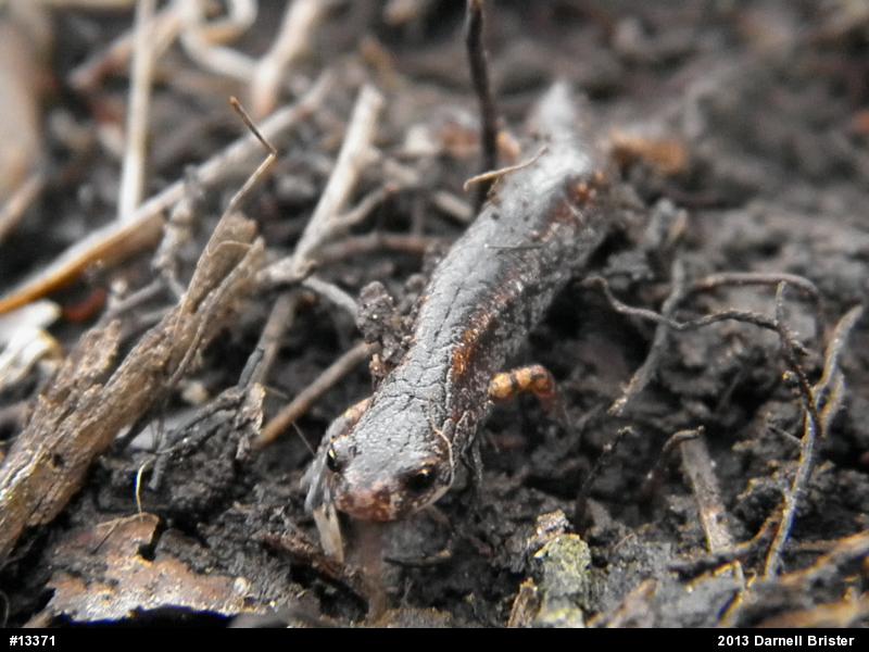 Four-toed Salamander