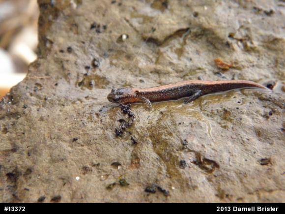 Eastern Red-backed  Salamander