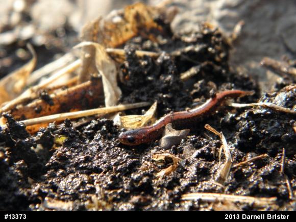 Eastern Red-backed  Salamander