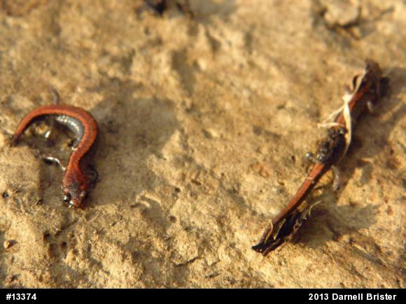Eastern Red-backed  Salamander
