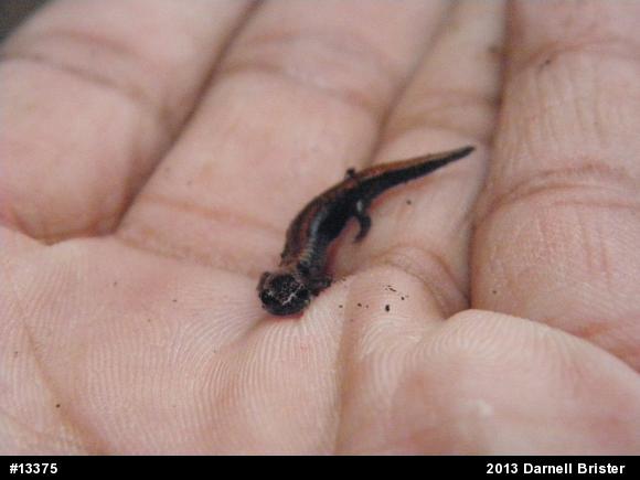 Eastern Red-backed  Salamander
