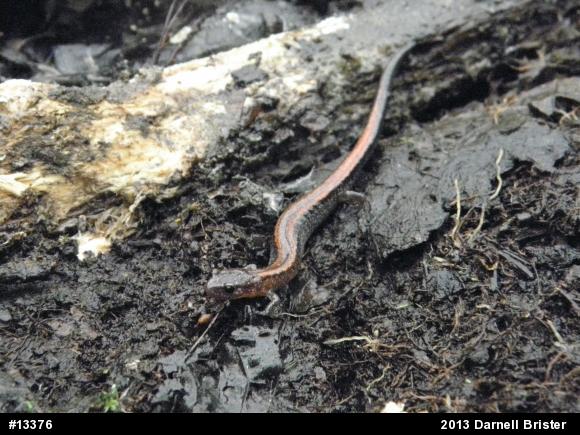 Eastern Red-backed  Salamander