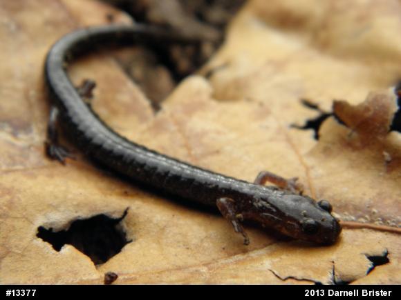 Eastern Red-backed  Salamander