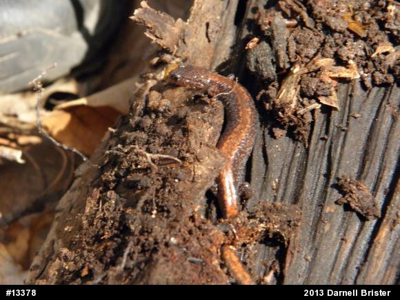Eastern Red-backed  Salamander
