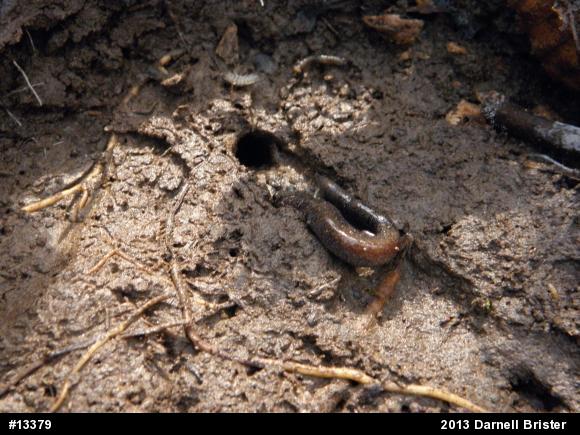 Eastern Red-backed  Salamander