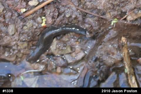Northern Dusky Salamander