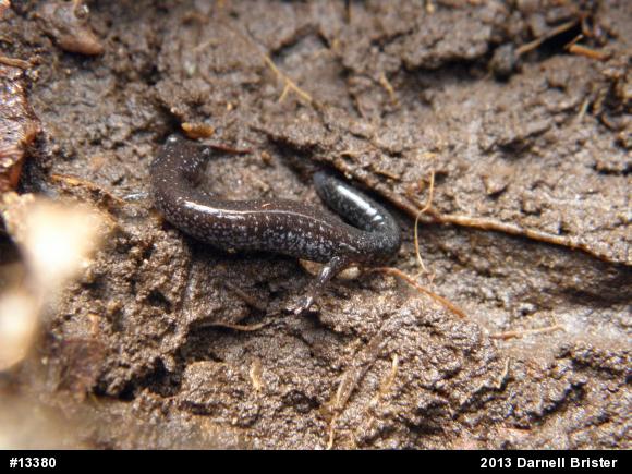 Eastern Red-backed  Salamander