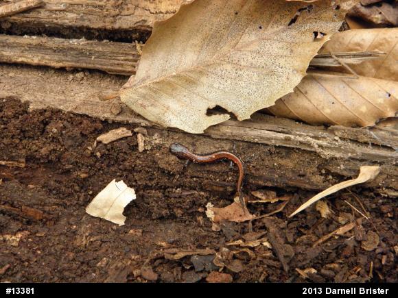 Eastern Red-backed  Salamander