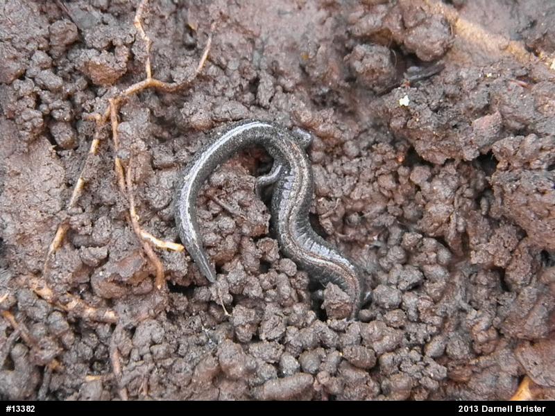 Eastern Red-backed  Salamander