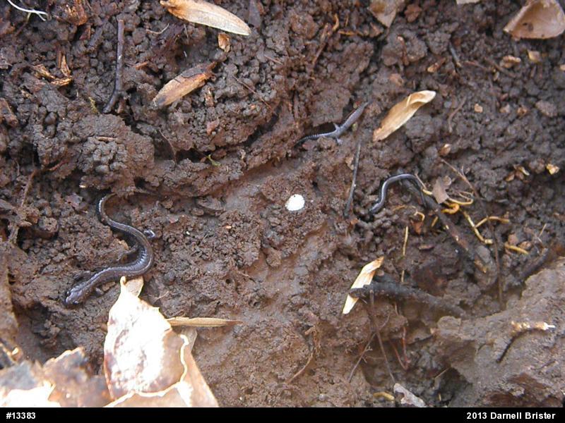 Eastern Red-backed  Salamander