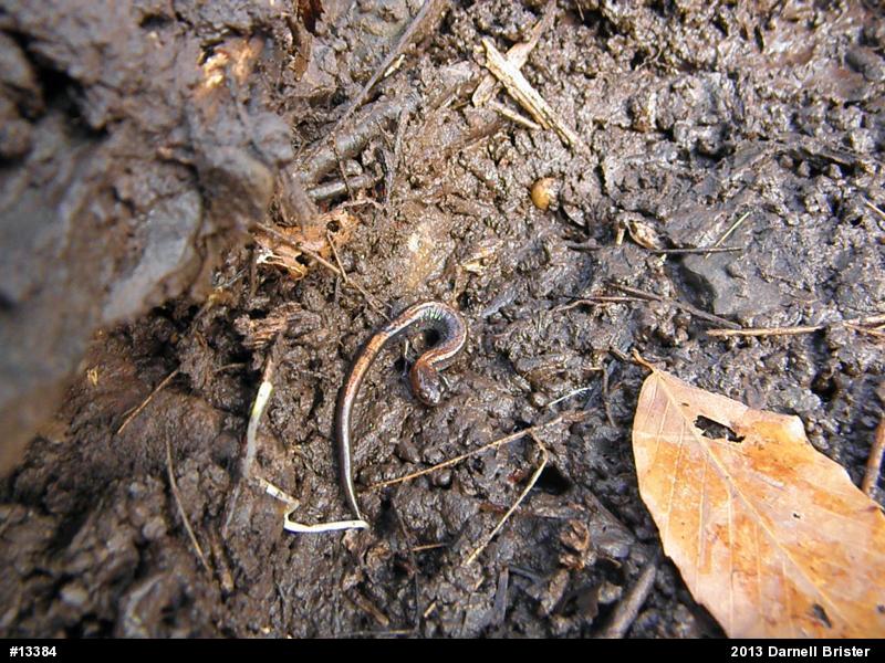 Eastern Red-backed  Salamander