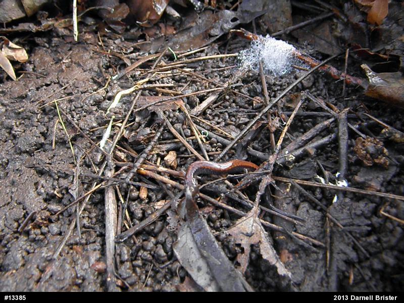 Eastern Red-backed  Salamander