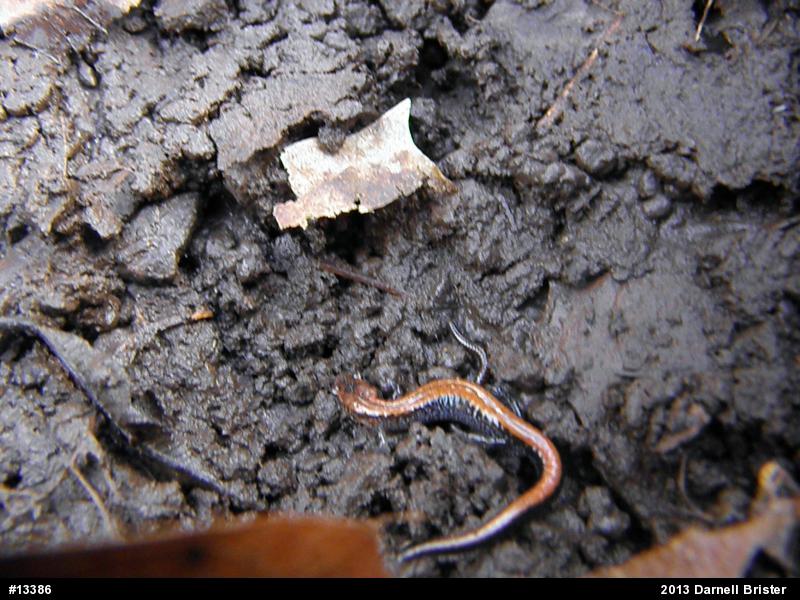 Eastern Red-backed  Salamander