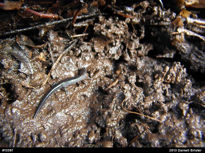 Eastern Red-backed  Salamander