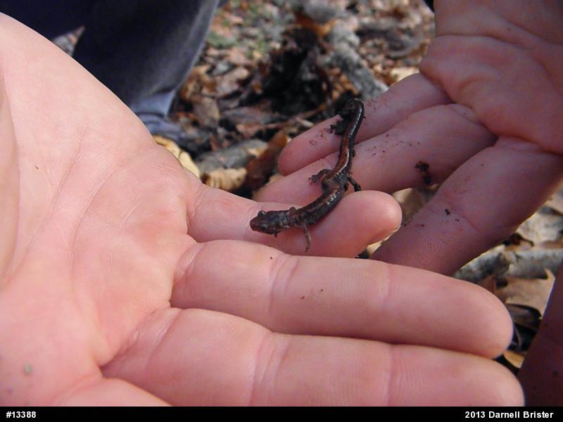 Eastern Red-backed  Salamander