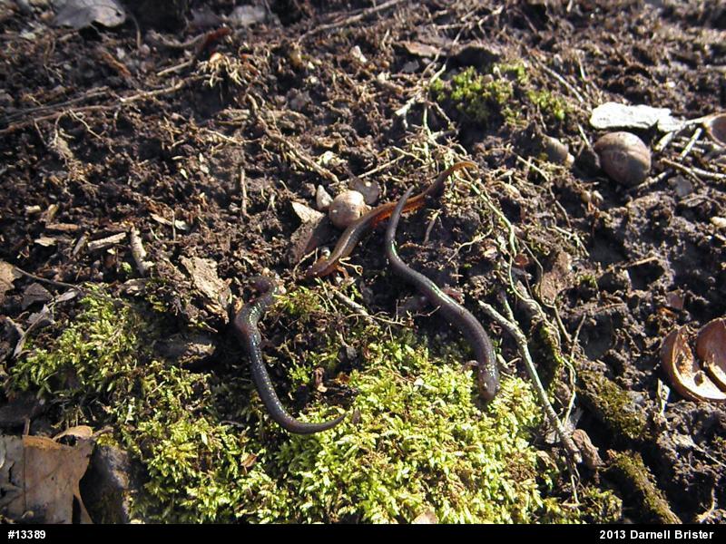 Eastern Red-backed  Salamander
