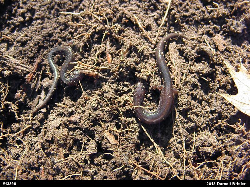 Eastern Red-backed  Salamander