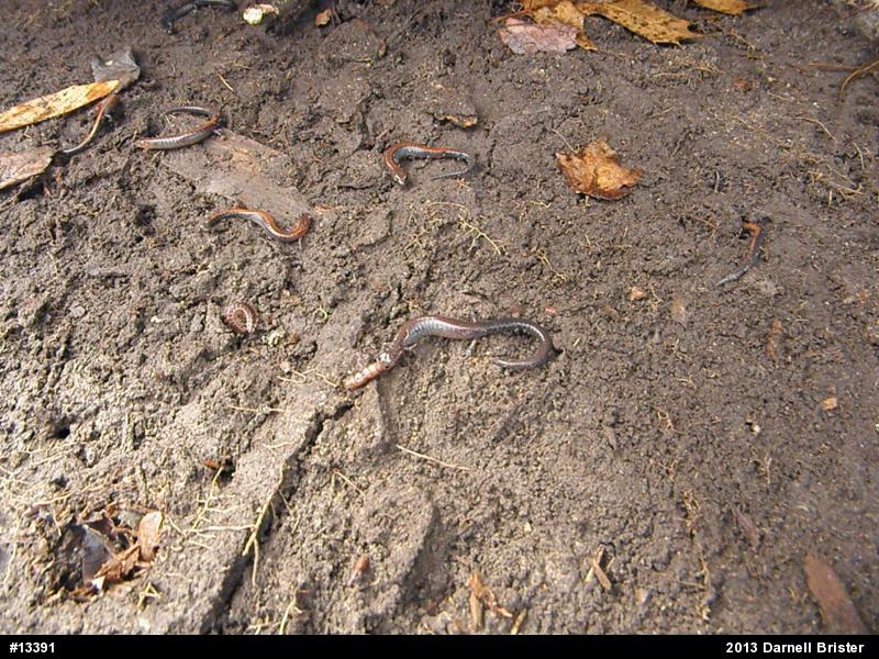 Eastern Red-backed  Salamander