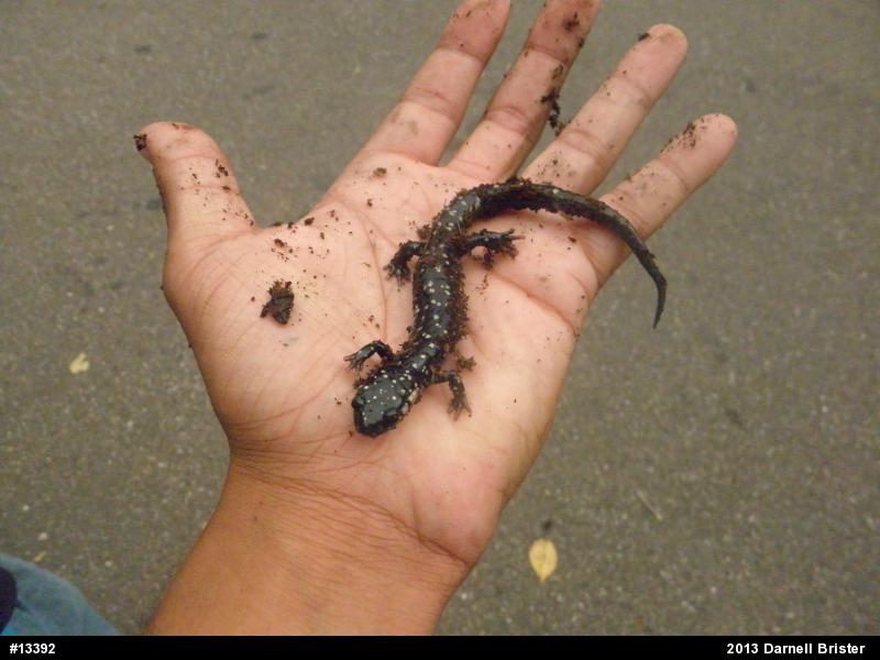 Northern Slimy Salamander