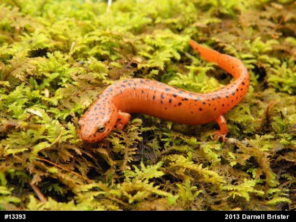 Northern Red Salamander