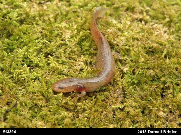 Northern Red Salamander