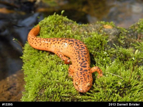 Northern Red Salamander