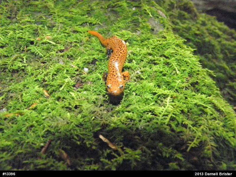 Northern Red Salamander