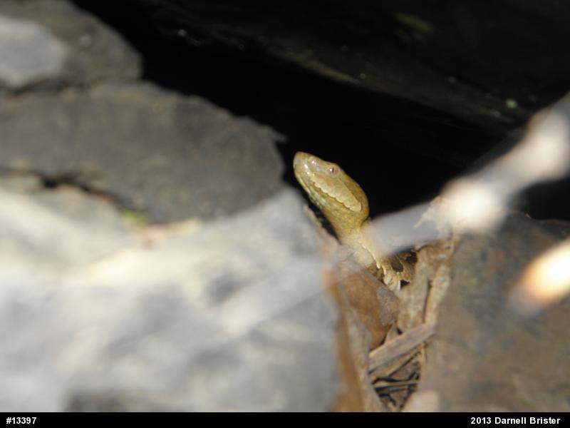 Northern Copperhead