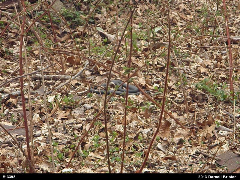 Northern Black Racer