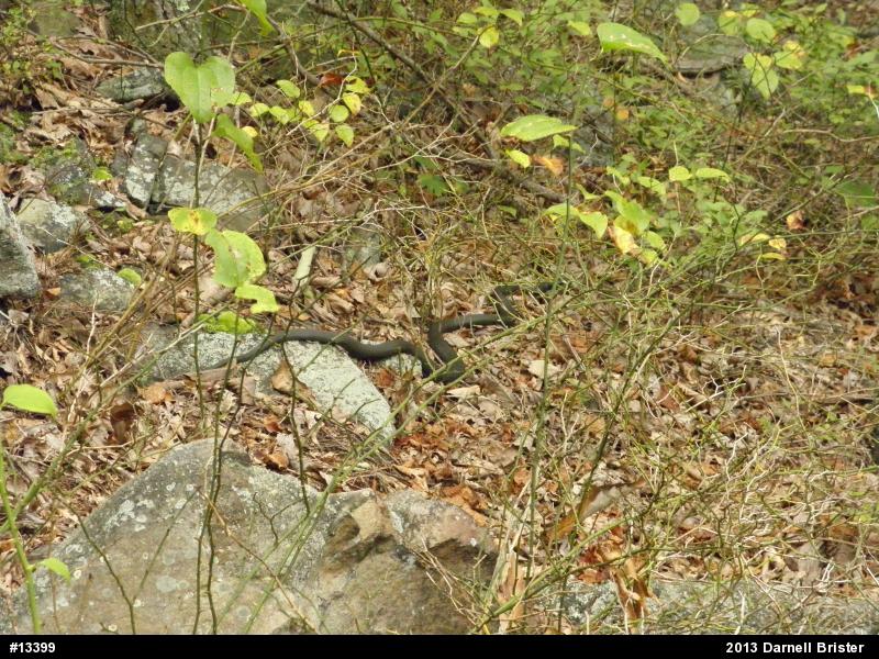 Northern Black Racer