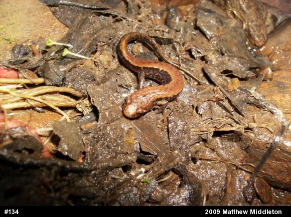Allegheny Mountain Dusky Salamander