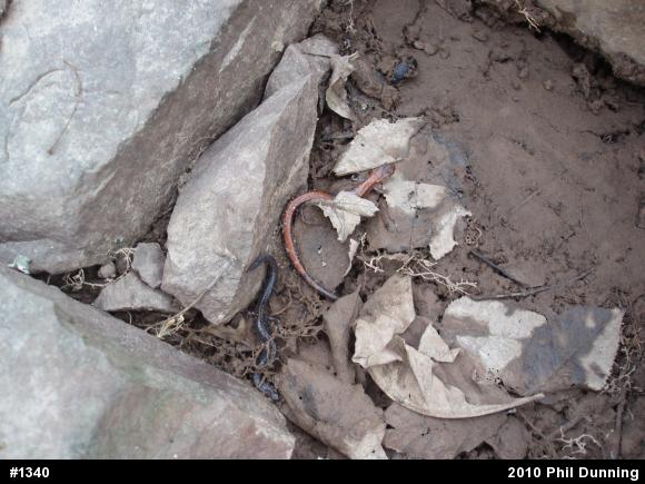 Eastern Red-backed  Salamander