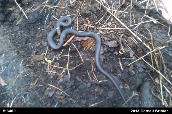 Northern Ring-necked Snake