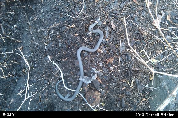 Northern Ring-necked Snake