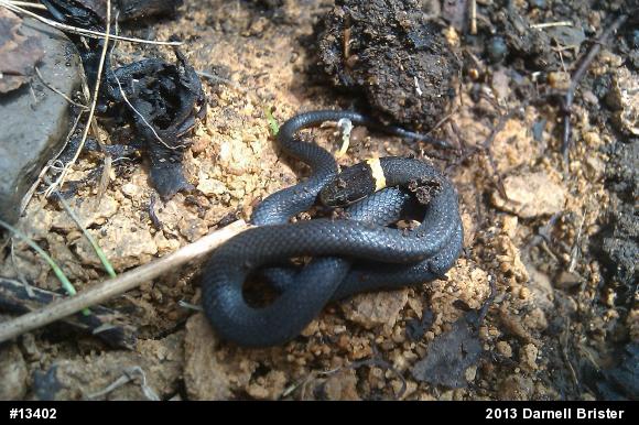 Northern Ring-necked Snake