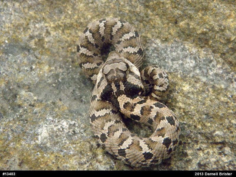 Eastern Hog-nosed Snake