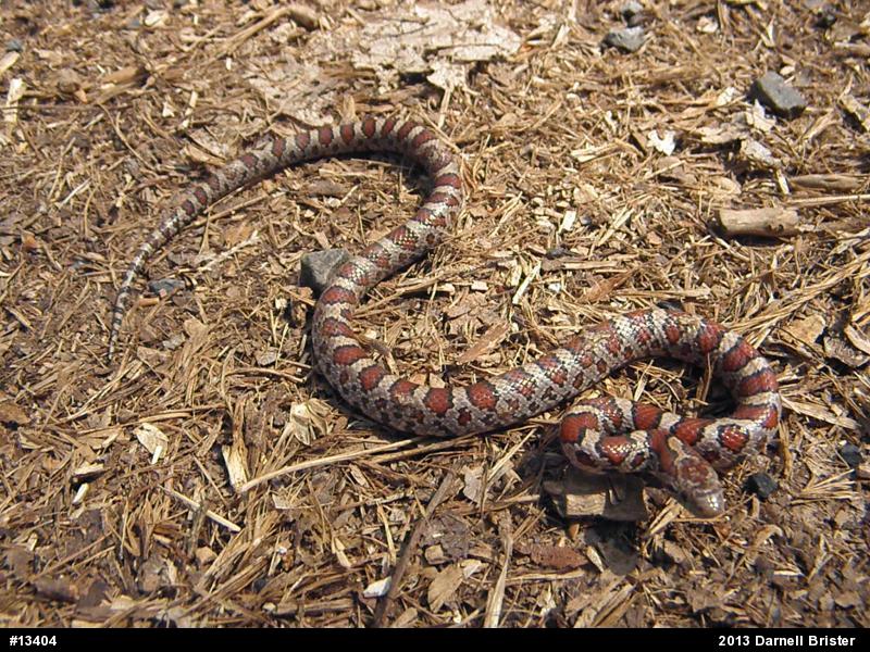 Eastern Milksnake